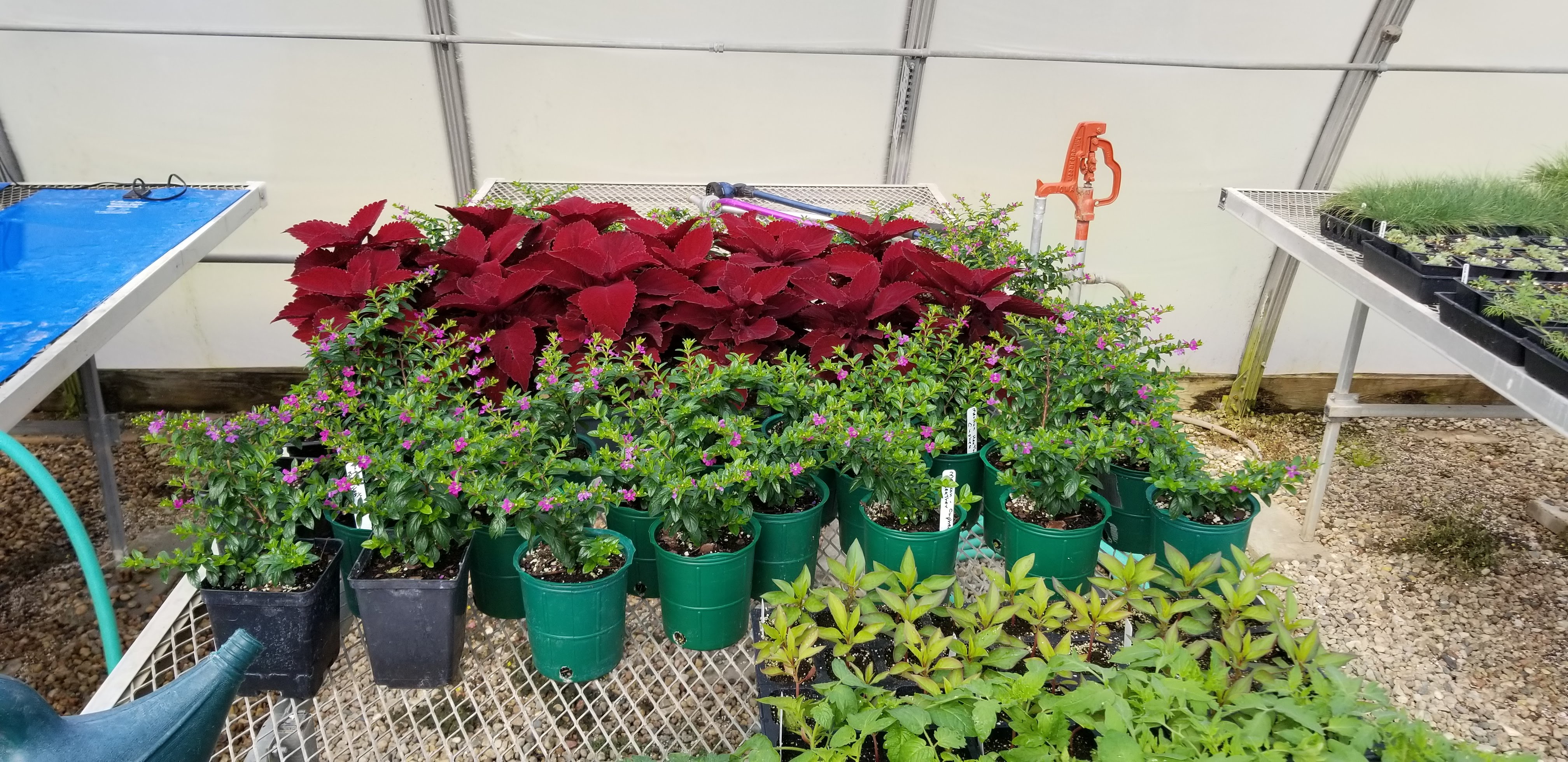 plants in the greenhouse