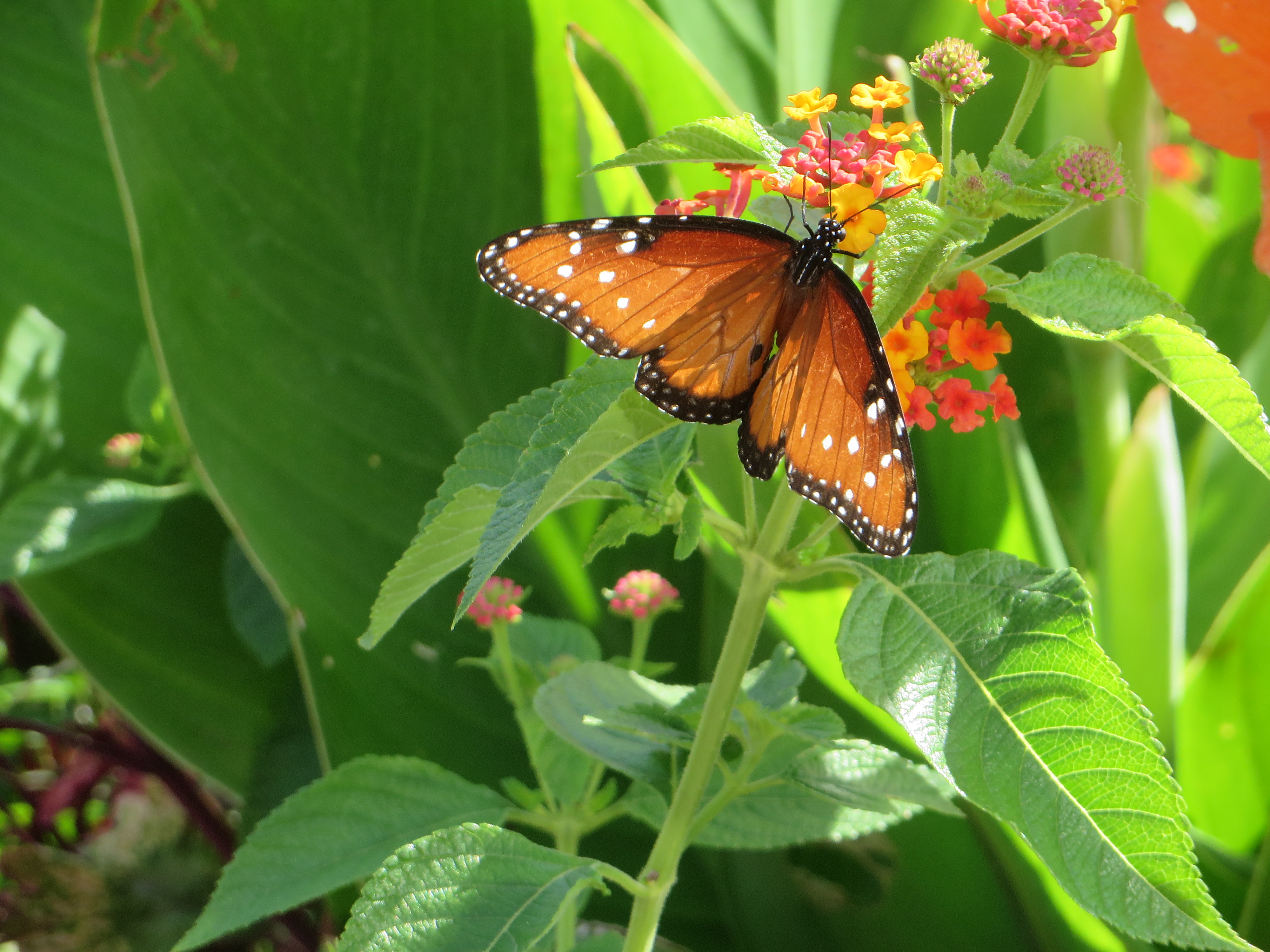 Butterfly on flower