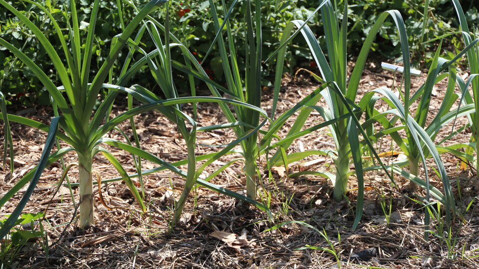 leeks growing in the BYF Garden